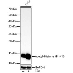 Acetyl-Histone H4-K16 Rabbit mAb