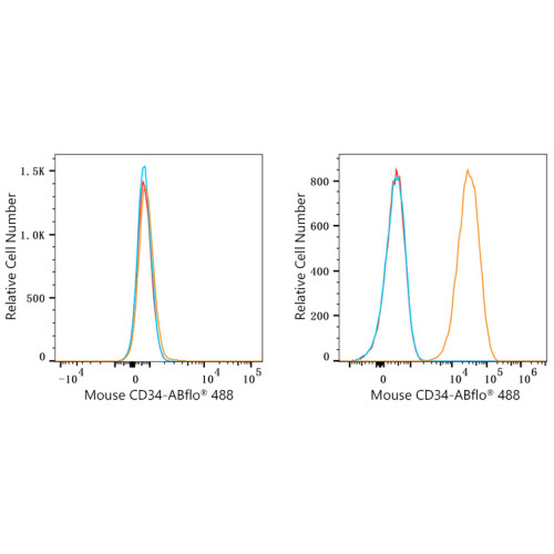 ABflo® 488 Rabbit anti-Mouse CD34 mAb