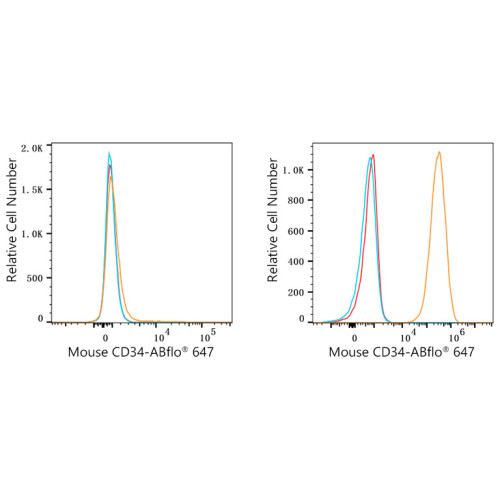 ABflo® 647 Rabbit anti-Mouse CD34 mAb