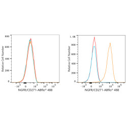 ABflo® 488 Rabbit anti-Human CD271/NGFR mAb