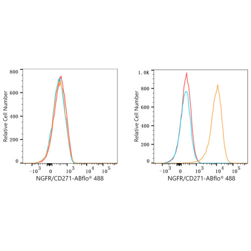 ABflo® 488 Rabbit anti-Human CD271/NGFR mAb