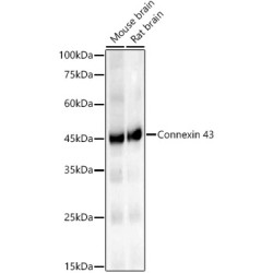 Connexin 43 Rabbit mAb