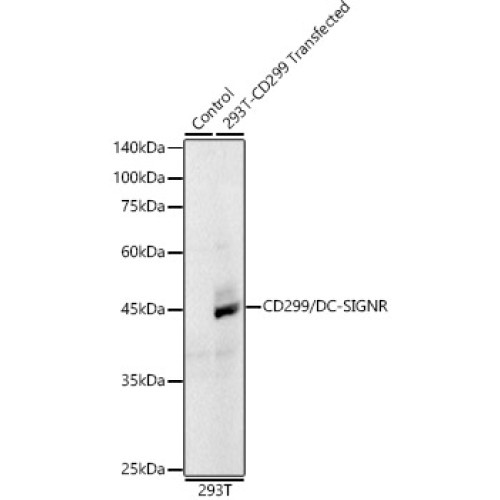 DC-SIGNR/CD299 Rabbit mAb
