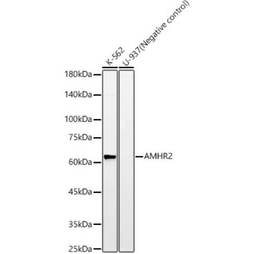 AMHR2 Rabbit mAb