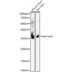 COX1 Rabbit mAb