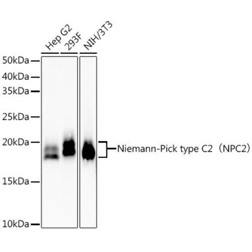 Niemann-Pick type C2（NPC2） Rabbit mAb