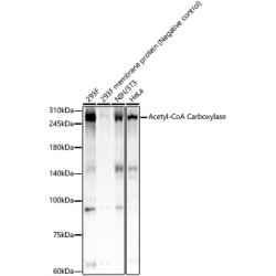 Acetyl-CoA Carboxylase Rabbit mAb
