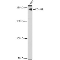 KDM3B Rabbit pAb