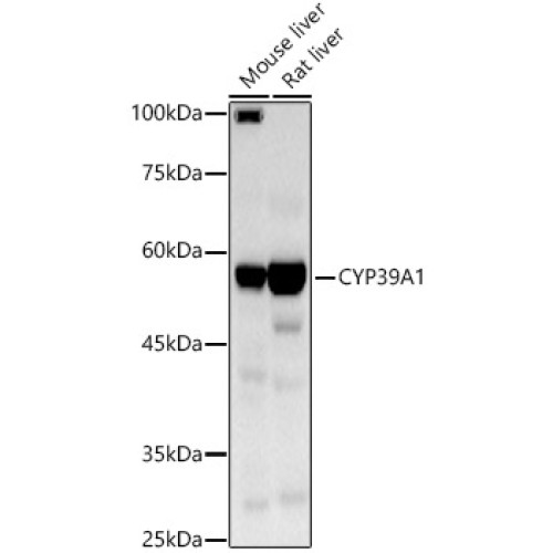 CYP39A1 Rabbit pAb
