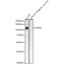 SATB1 Rabbit mAb