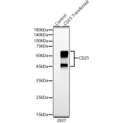 CD25 Rabbit mAb