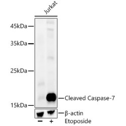Cleaved Caspase-7 Rabbit mAb