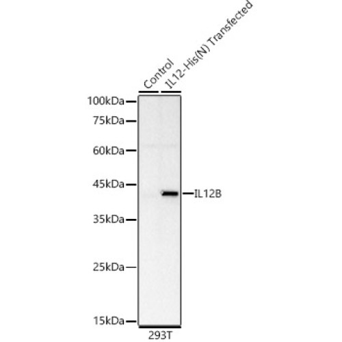 IL12 Rabbit mAb
