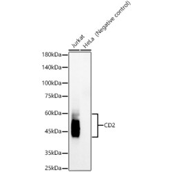 CD2 Rabbit mAb