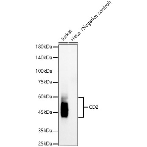 CD2 Rabbit mAb