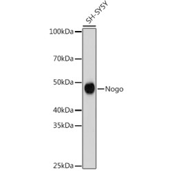 Nogo Rabbit mAb