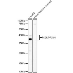 FCGRT/FCRN Rabbit mAb