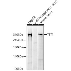 TET1 Rabbit mAb
