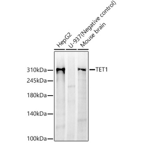 TET1 Rabbit mAb