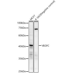 VEGFC Rabbit mAb