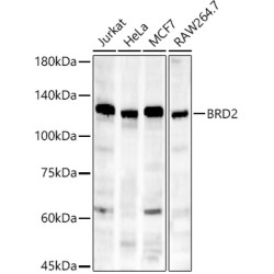 [KD Validated] BRD2 Rabbit mAb