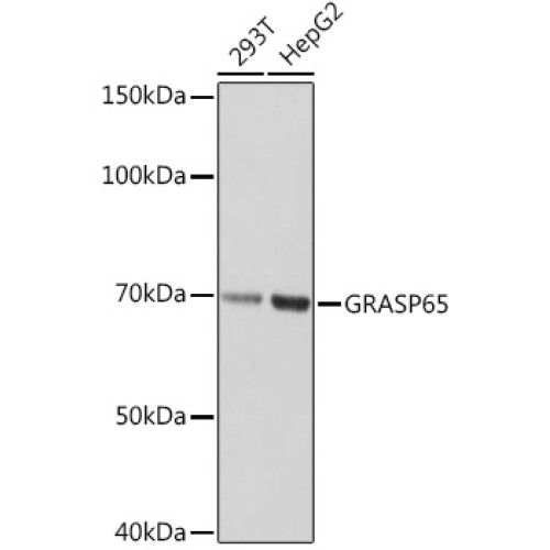 GRASP65 Rabbit mAb