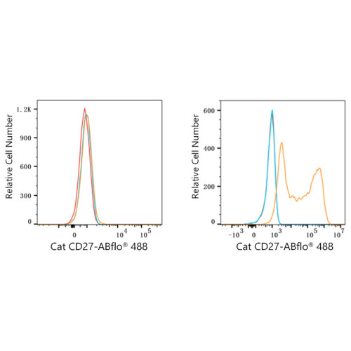 ABflo® 488 Rabbit anti-Cat CD27 mAb