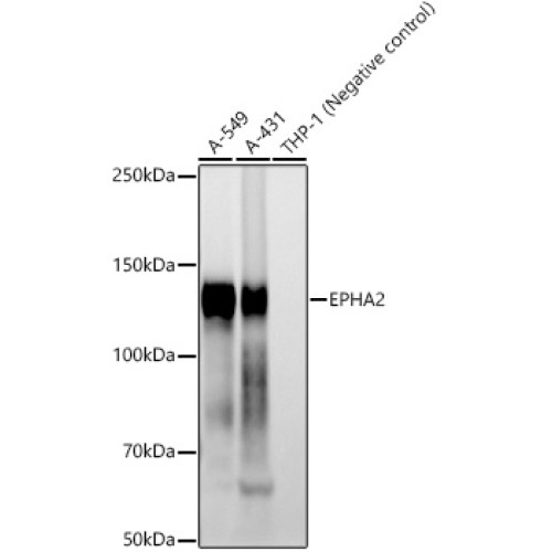 EPHA2 Rabbit mAb