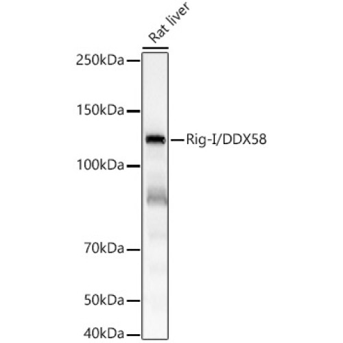 Rig-I/DDX58 Rabbit mAb