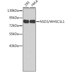 NSD3/WHSC1L1 Rabbit pAb