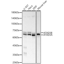 ATAD3A/B Rabbit mAb