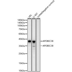 APOBEC3B Rabbit mAb
