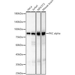 PKC alpha Rabbit mAb