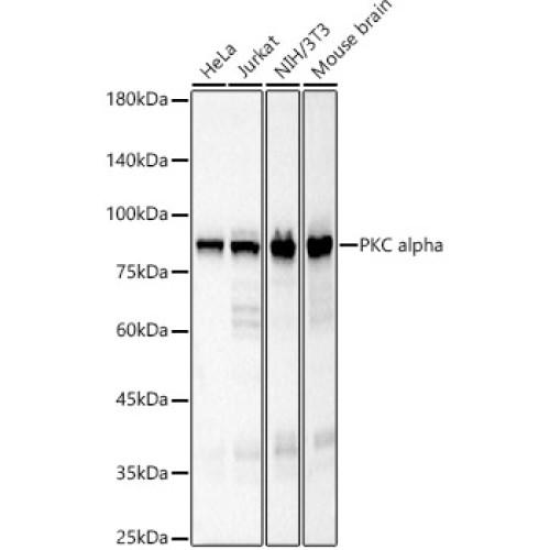 PKC alpha Rabbit mAb
