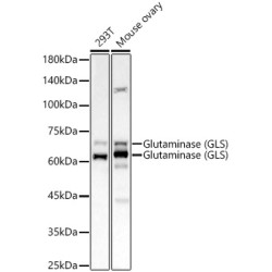 Glutaminase (GLS) Rabbit mAb