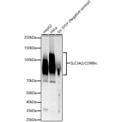 CD98/SLC3A2 Rabbit mAb