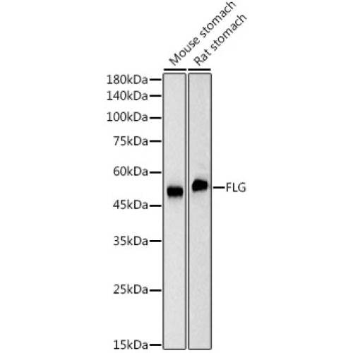 FLG Rabbit mAb