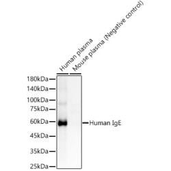 Human IgE Rabbit mAb