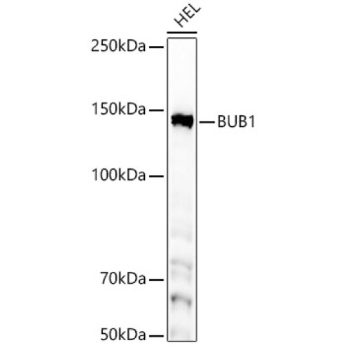 [KD Validated] BUB1 Rabbit mAb