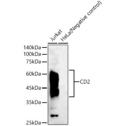 CD2 Rabbit mAb