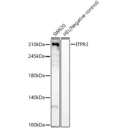 ITPR3 Rabbit mAb