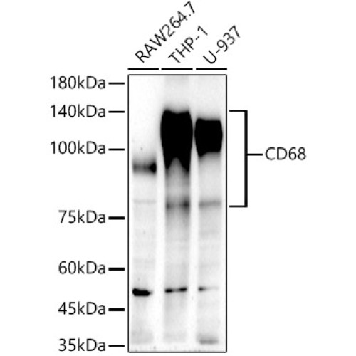 CD68 Rabbit mAb