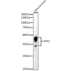 JNK1 Rabbit mAb