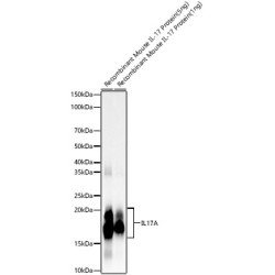 IL17A Rabbit mAb