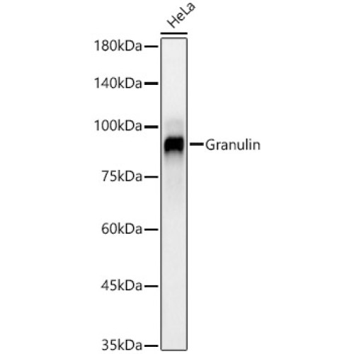 Granulin Rabbit mAb