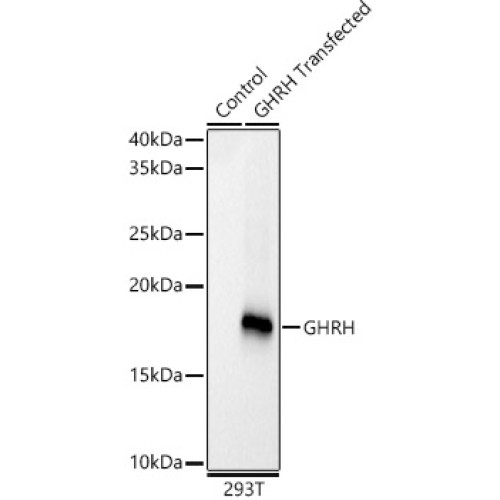 GHRH Rabbit mAb