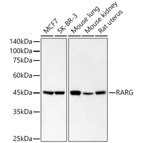 RARG Rabbit mAb