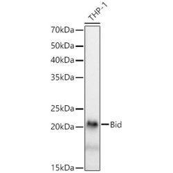 [KD Validated] Bid Rabbit mAb