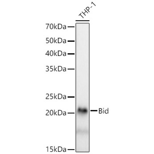 [KD Validated] Bid Rabbit mAb