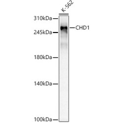 CHD1 Rabbit mAb